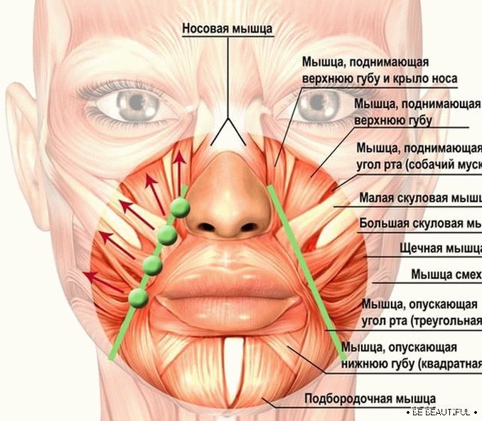 Мускулите около устата