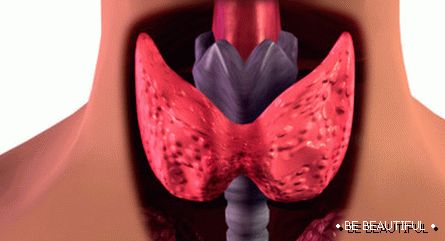 Щитовидната жлеза