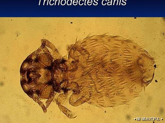 Trichodectes canis