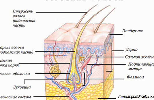 Схема на структурата на косата